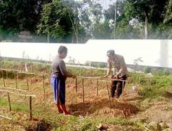 Gelorakan Swasembada Pangan Polisi Tanam Cabe di Lahan Polsek Tamankrocok Bondowoso