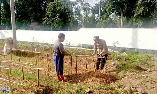 Gelorakan swasembada pangan polisi tanam cabe di lahan polsek