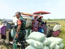Mendampingi Panen Padi Babinsa Berkontribusi Pada Kesejahteraan Masyarakat