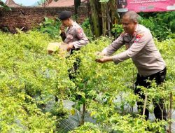 Gelorakan Swasembada Pangan Polisi Tanam Cabe di Lahan Polsek Semen Kediri