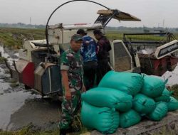 Tingkatkan Pertanian di Wilayah, Babinsa Koramil 0805/12 Mantingan Dampingi Panen Raya dan Sergap