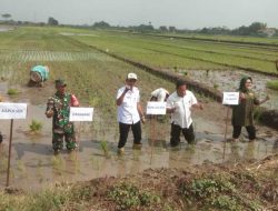 Tiga Pilar di Sidoarjo Kompak Dukung Ketahanan Pangan Nasional Lewat Penanaman Padi Serentak