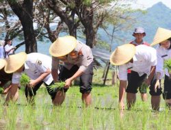 Dukung Ketahanan dan Swasembada Pangan, Kapolres Kediri Kota Bersama Forkopimda Tanam Padi Serentak