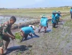 Babinsa Karanganyar Bantu Petani Tanam Padi Guna Meningkatkan Ketahanan Pangan Diwilayah