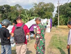 Babinsa Koramil Kedunggalar Bantu Serap Gabah Petani di Wilayah, Pastikan Distribusi Ke Bulog Lancar