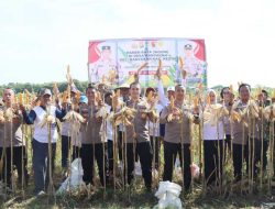 Polres Kediri Kota Panen Raya Jagung, Wujud Nyata Dukung Swasembada Pangan