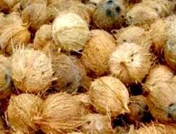 Lonjakan Harga Kelapa di Lamongan: Masyarakat dan Usaha Kecil Terpuruk