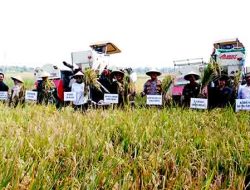 Pemkab Sidoarjo Ikuti Panen Raya Padi Serentak bersama Presiden di Desa Kemuning, Tarik