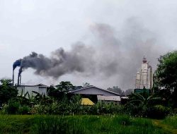 Tanpa Kompensasi! Pabrik Kayu di Lamongan Dituding Abaikan Dampak Lingkungan