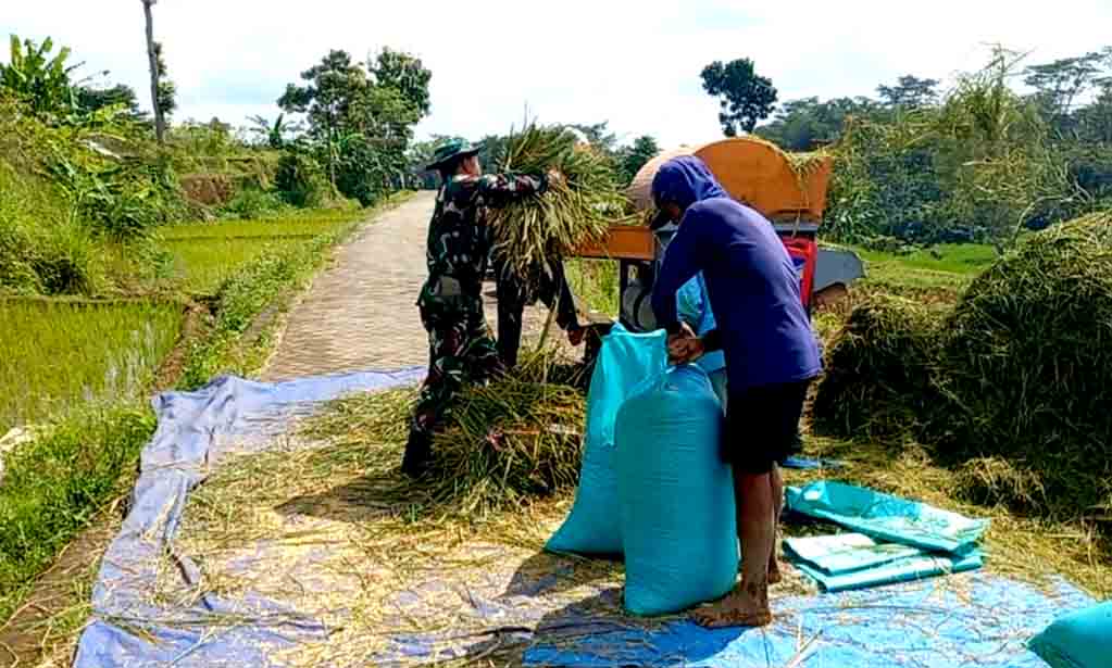 Babinsa koramil ngrambe dampingi sergap di poktan tani makmur desa setono