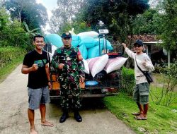 Babinsa Koramil Ngrambe Terus Dampingi Petani, Pastikan Gabah Diserap dengan Harga Layak