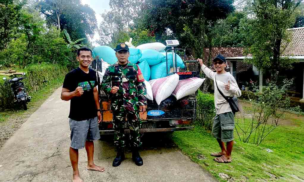 Babinsa koramil ngrambe terus dampingi petani, pastikan gabah diserap dengan harga layak