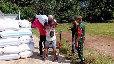 Babinsa Koramil Ngrambe dan PPL Kawal Langsung Program SERGAP, Penyerapan Gabah Petani ke Bulog Berjalan Lancar