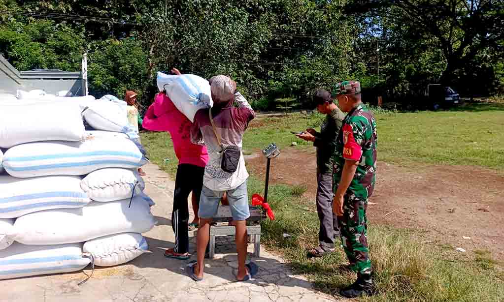 Babinsa koramil ngrambe dan ppl kawal langsung program sergap