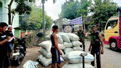 Babinsa Koramil Paron Dampingi Sergap di Poktan Tani Mulyo, Serap 8 Ton Gabah untuk Bulog