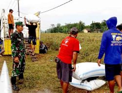 Babinsa Serda Alfiyadi Dampingi Sergap Langsung di Lapangan, Serap 10,6 Ton Gabah dari Petani Sekarputih