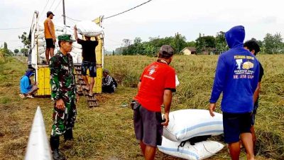 Babinsa serda alfiyadi dampingi sergap langsung di lapangan