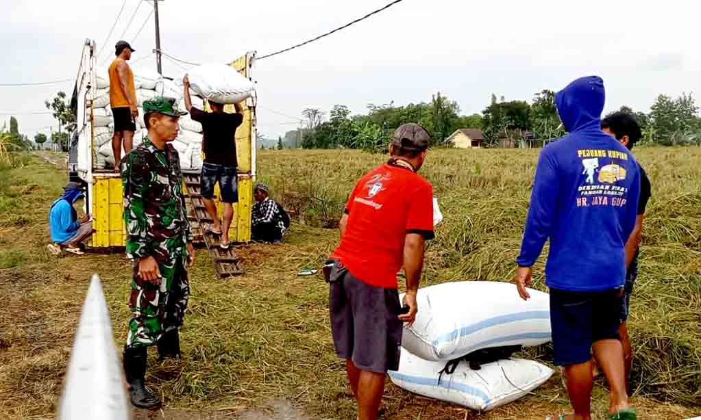 Babinsa serda alfiyadi dampingi sergap langsung di lapangan