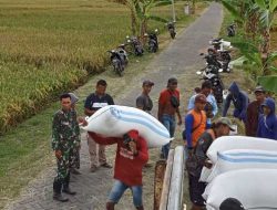 Babinsa Koramil Widodaren Laksanakan Sergap Di Lahan Warga, Dukung Swasembada Pangan