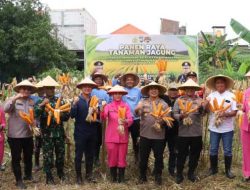 Polres Pelabuhan Tanjungperak bersama Poktan Panen Raya Jagung Tahap 7, Perkuat Ketahanan Pangan Nasional