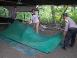 Berantas Perjudian Polisi Bongkar Arena Sabung Ayam di Nganjuk