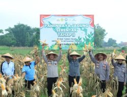 Dukung Ketahanan Pangan, Polres Bangkalan Bersama 3 Pilar Panen Jagung Tahap Kedua