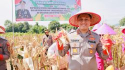 Gelorakan Swasembada Pangan Kapolres Jember Ikut Panen Raya dan Tanam Jagung di Lojejer