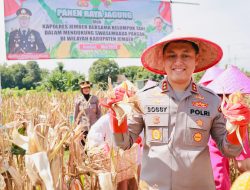 Gelorakan Swasembada Pangan Kapolres Jember Ikut Panen Raya dan Tanam Jagung di Lojejer