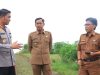 Dukung Ketahanan Pangan, Kapolres Ngawi Cek Lahan Jagung Siap Panen