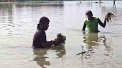 Petani babat lamongan alami kerugian besar akibat banjir bengawan solo