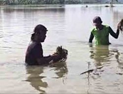 Petani Babat Lamongan Alami Kerugian Besar Akibat Banjir Bengawan Solo