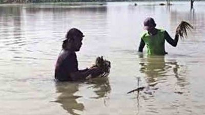 Petani babat lamongan alami kerugian besar akibat banjir bengawan solo