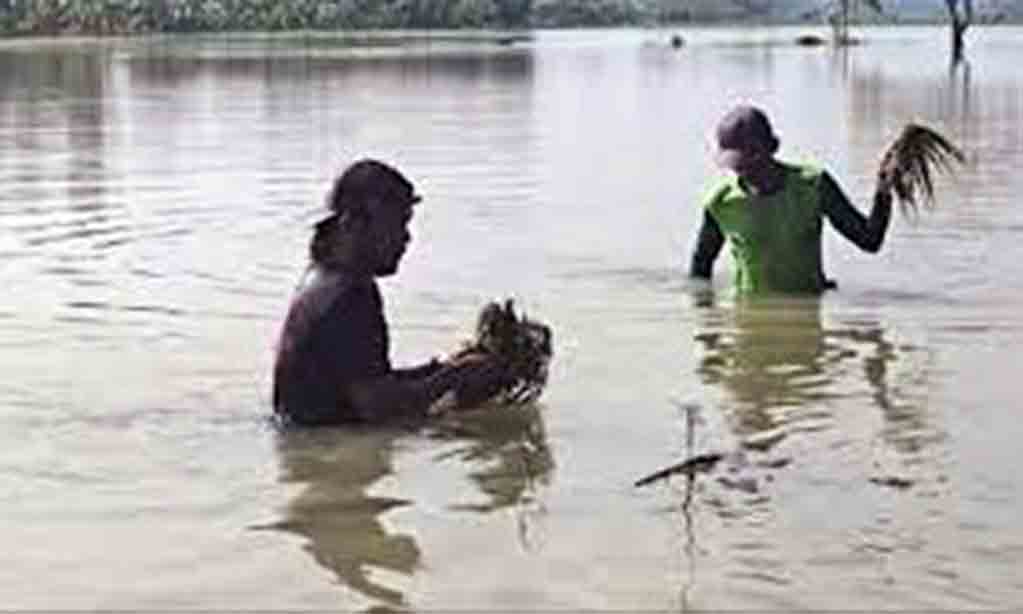 Petani babat lamongan alami kerugian besar akibat banjir bengawan solo