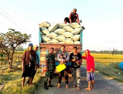 Babinsa Koramil Paron Serka Sugiono Dampingi Kegiatan Sergap di Dusun bandung Angkut 9.4 ton gabah Kering