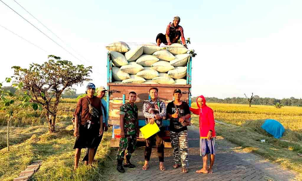 Babinsa koramil paron serka sugiono dampingi kegiatan sergap di dusun bandung angkut 9.4 ton gabah kering