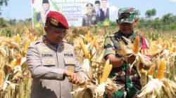 Turun Langsung, Polres Kediri Panen Raya Jagung Serentak Kuartal II