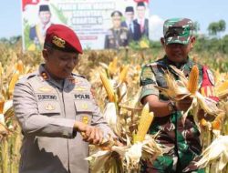 Turun Langsung, Polres Kediri Panen Raya Jagung Serentak Kuartal II