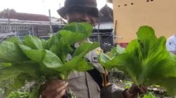 Pekarangan Bergizi Binaan Pak Bhabin Jadi Wisata Pasar Tangguh: Sensasi Petik Sawi di KTS Karangrejo Jember