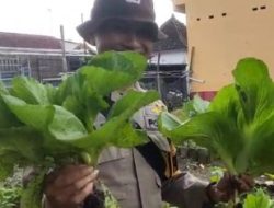 Pekarangan Bergizi Binaan Pak Bhabin Jadi Wisata Pasar Tangguh: Sensasi Petik Sawi di KTS Karangrejo Jember