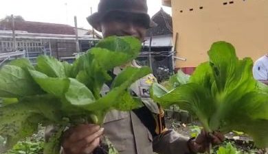 Pekarangan Bergizi Binaan Pak Bhabin Jadi Wisata Pasar Tangguh: Sensasi Petik Sawi di KTS Karangrejo Jember