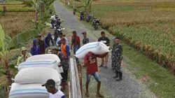 Babinsa Koramil Widodaren Kawal Ketat Penyerapan Gabah Petani oleh Bulo