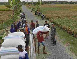 Babinsa Koramil Widodaren Kawal Ketat Penyerapan Gabah Petani oleh Bulo