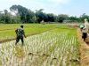 Ini Salah Satu Peran Babinsa Koramil Jogorogo Dalam Mendukung Ketahanan Pangan