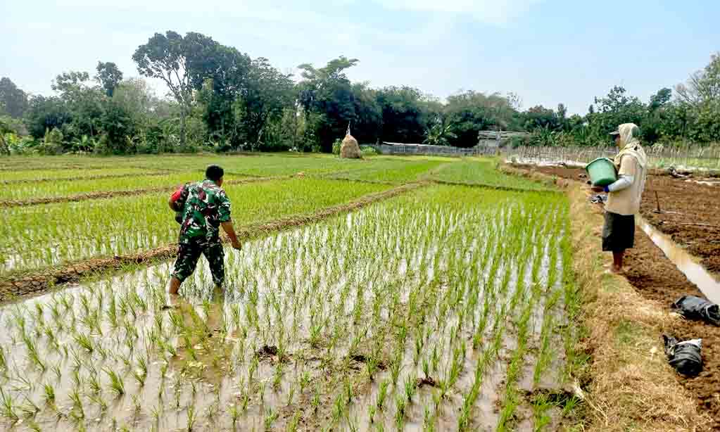 Ini salah satu peran babinsa koramil jogorogo dalam mendukung ketahanan pangan
