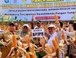 Jagung PRG di Banyubang Ditegaskan Halal, Pemkab Lamongan Dukung Peningkatan Produksi