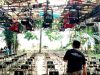 Lomba Burung Kicau Gantangan PANDAWA BC Wadah Silaturahmi dan Kreativitas Pecinta Burung