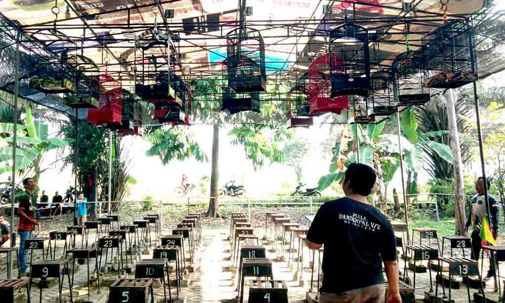 Lomba burung kicau gantangan pandawa bc wadah silaturahmi dan kreativitas