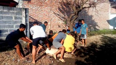 Mushola baiturrohmah desa kebaron gelar qurban dengan semangat dan kebersamaan