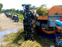 Pastikan Terserap Maksimal, Babinsa Koramil Ngrambe Dampingi Sergap, Bantu Panen Padi di Desa Setono