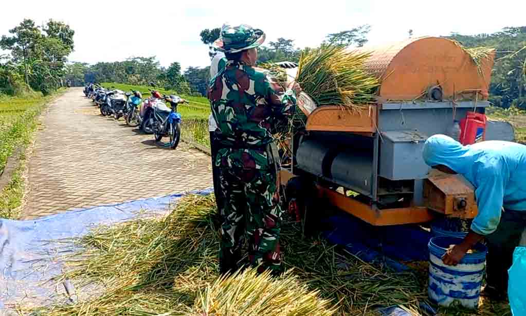 Pastikan terserap maksimal, babinsa koramil ngrambe dampingi sergap